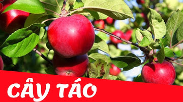 Dạy bé nhận biết cây táo | cây ăn quả tiếng việt | Dạy trẻ thông minh sớm