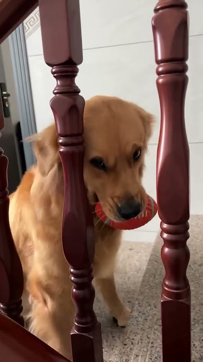 පද්දනවනම් මේ ගානටවත් පද්දන්න ඕන 😍