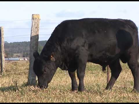 LOTE 36 - FSL 2355