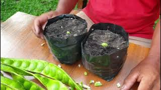 Cara semai anak benih pokok petai