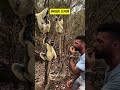 🐒 Sifaka: The Dancing Lemur!