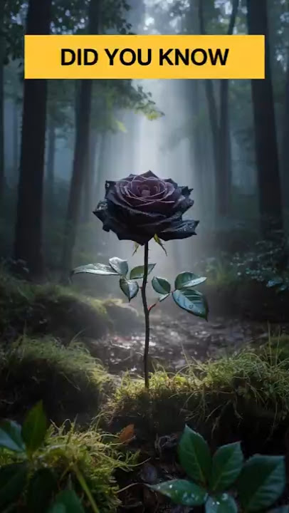 The World’s Only Black Rose 🌹 | Halfeti, Turkey | Rare Nature Fact You Must See! #wildlife #animals