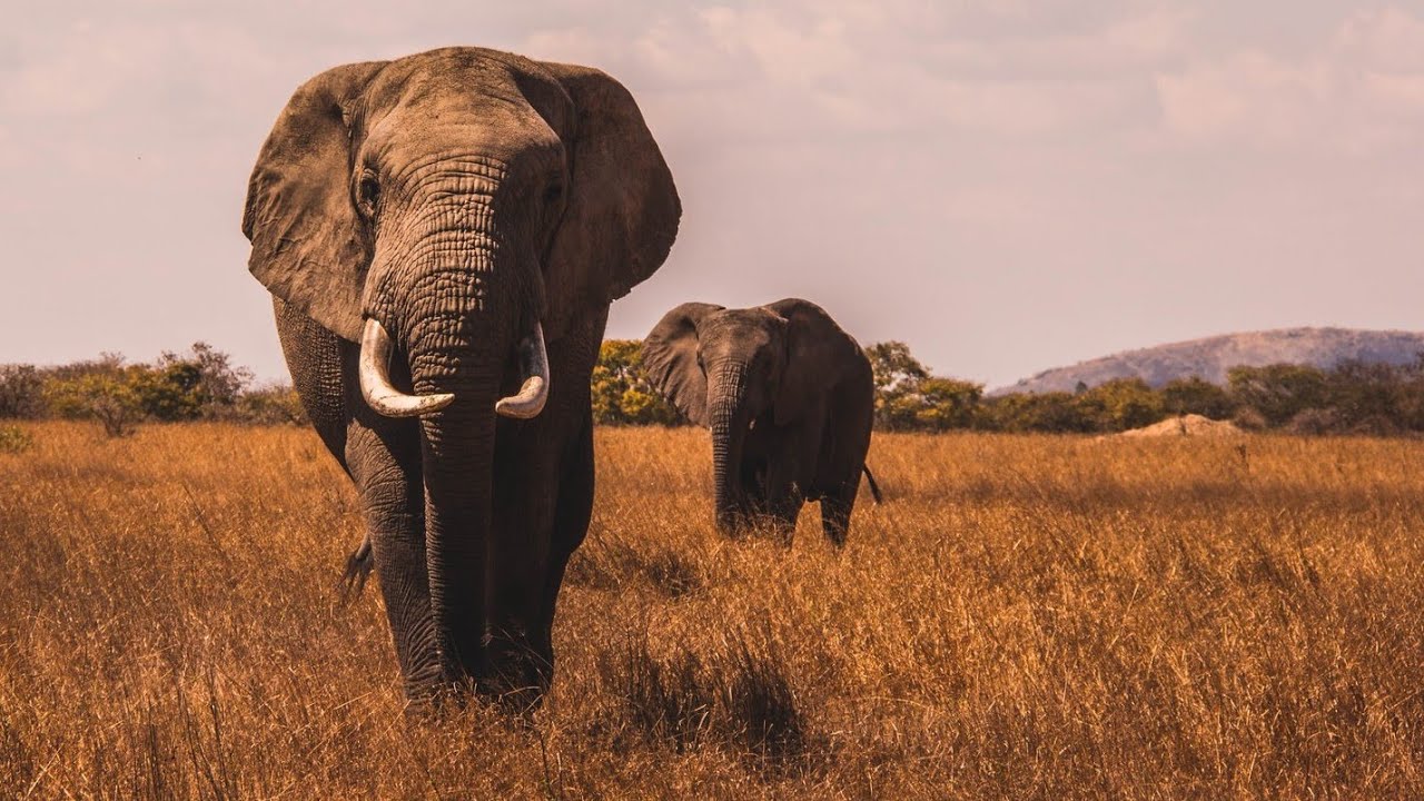 Elephant Pictures Capture 🧡