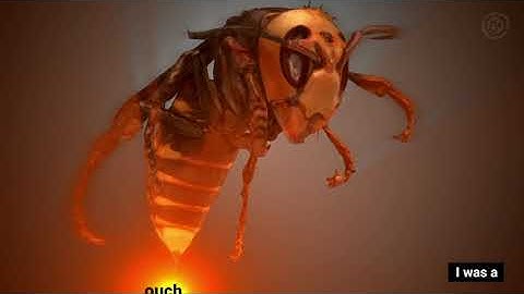 Revision 2024 - Compo - PC Demo