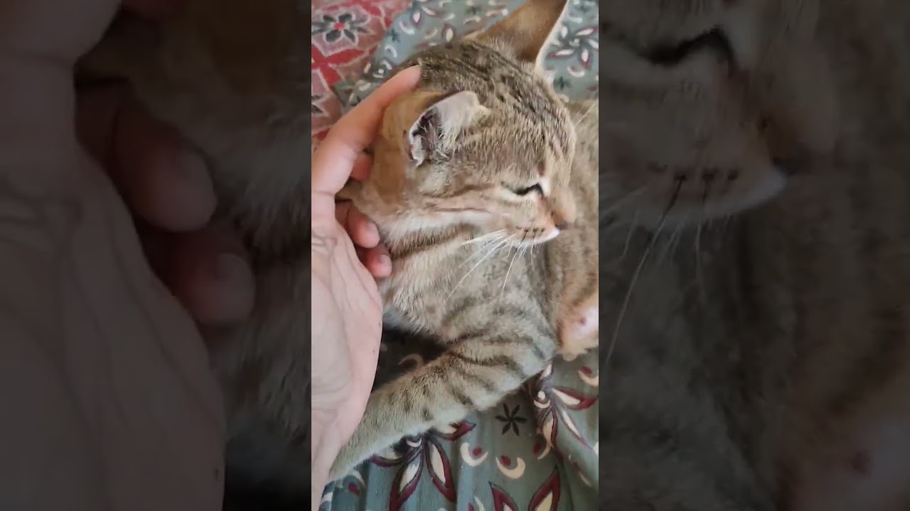 || cute cat status|| cat's are life || cat's are everything || 