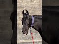 #animalshorts #horseloverinpunjab #shonkpunjabde #shortsviral