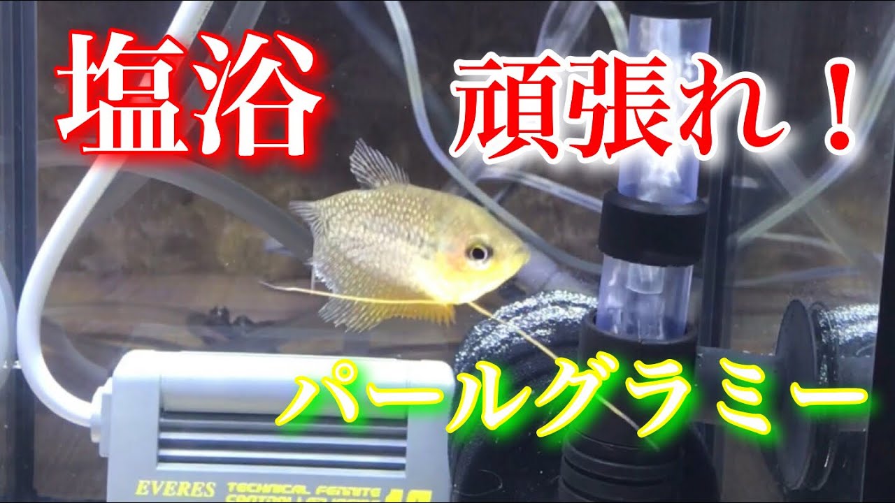 熱帯魚 パールグラミー塩浴 塩浴 Tank Aquarium アクアリウム Youtube