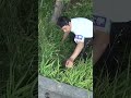 少年の憧れ カブトムシのなる木 蹴ってみた 生物ハンター加藤英明 Shorts