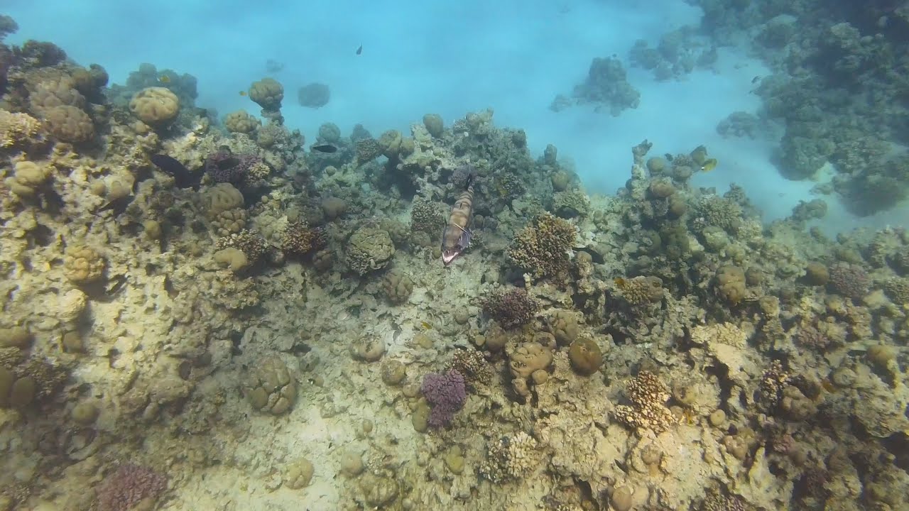 Sphyraena barracuda - Большая барракуда - great barracuda 4k 60pfs