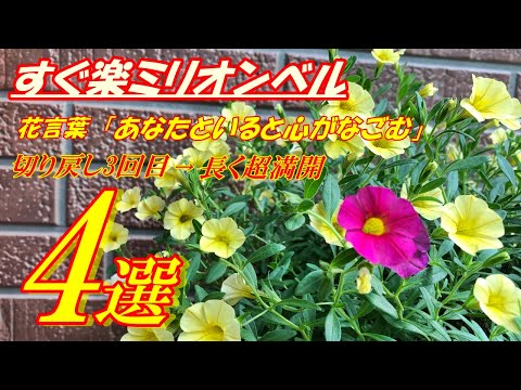 Flowers] How to Grow Million Bells: The 3rd Pruning - YouTube