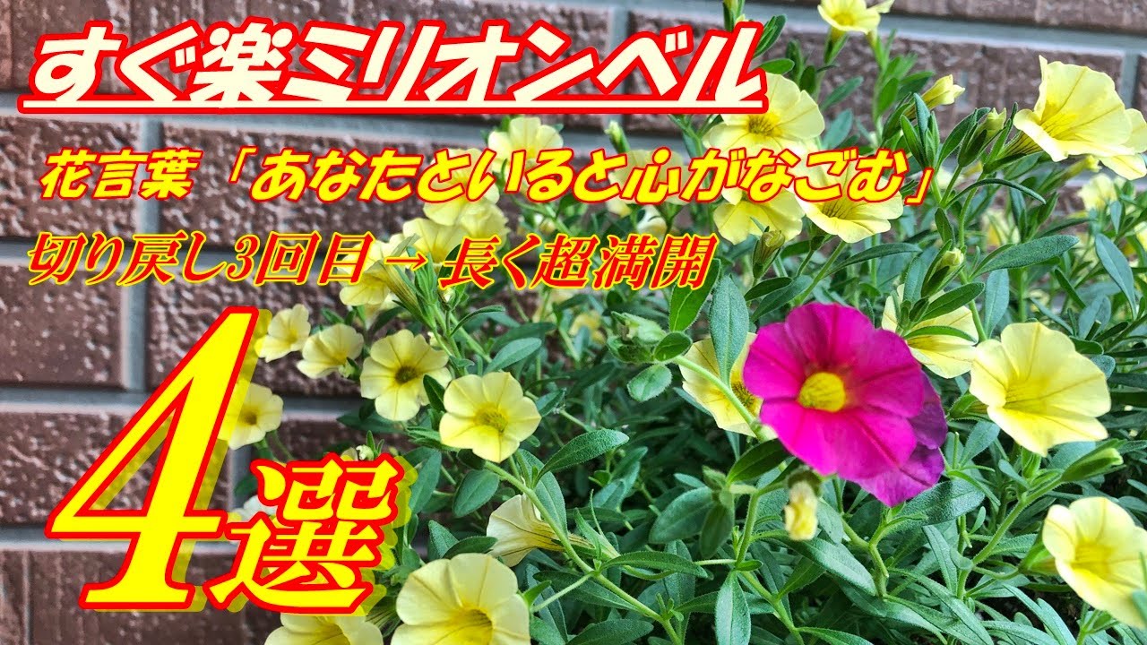 花 すぐ楽ミリオンベルの育て方 切り戻し3回目 Youtube