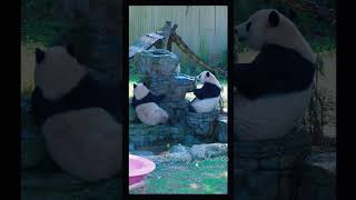 Cute Giant Panda Daily｜可愛いジャイアントパンダ｜귀여운 자이언트 판다#GiantPanda #大熊猫 #판다 #ジャイアントパンダ #relax