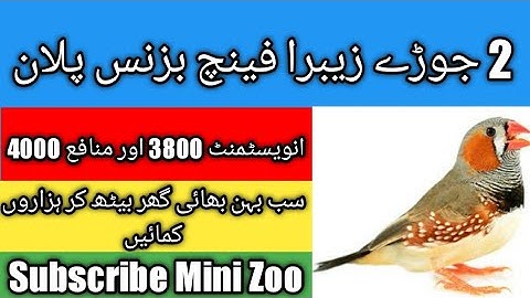 2 Pair Zebra Finches Mini Business Plan Waooo Urdu/Hindi #zebrafinch #birdsbusiness
