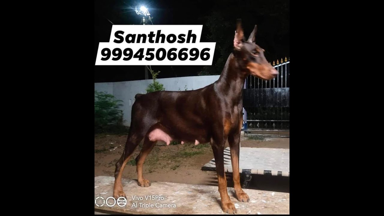 Quality Doberman puppies