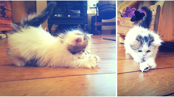 Video 11903951: white munchkin kitten, munchkin kitten playing, munchkin cat, kitten playing ball