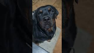 Rottweiler Dora Is Confused
