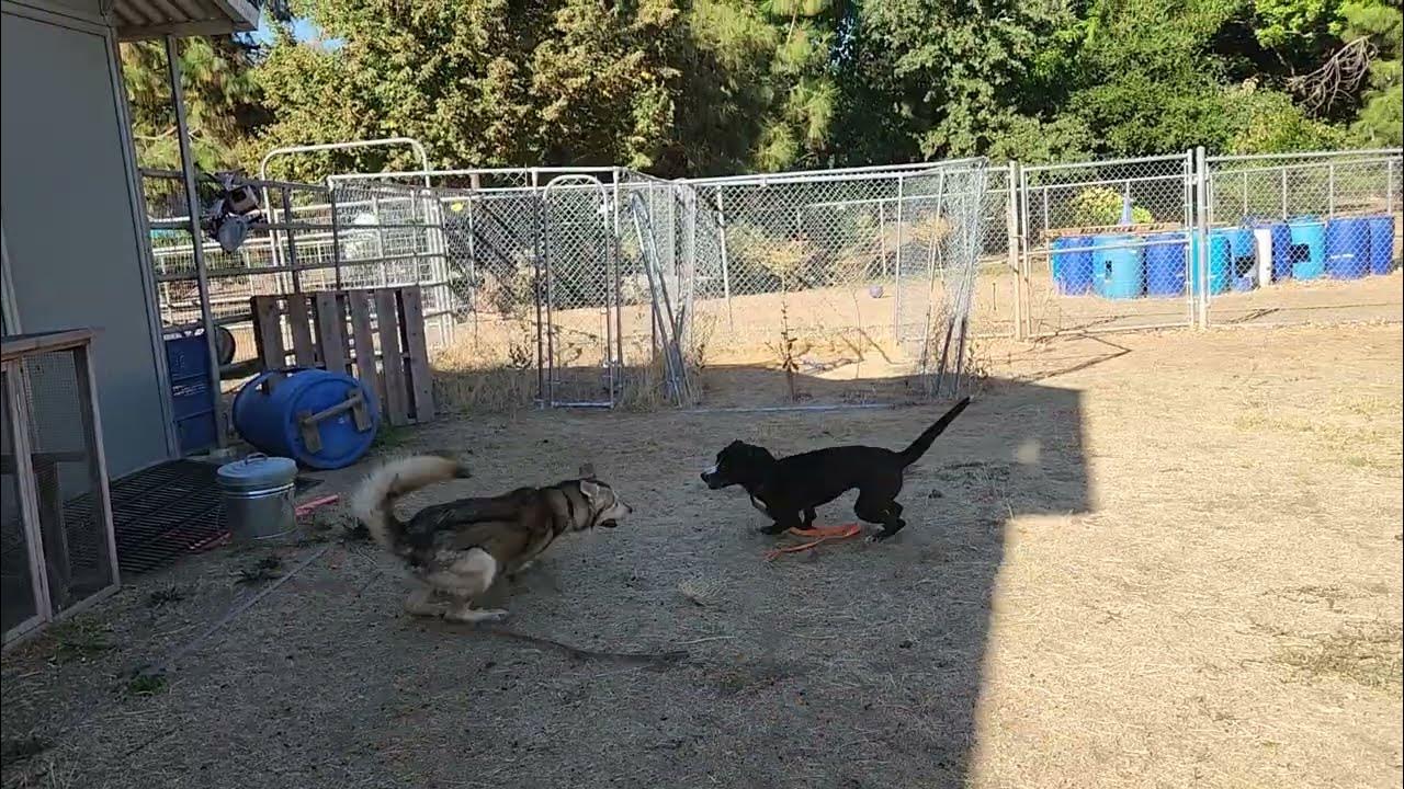 lucia and simba, available to adopt, Bradshaw animal shelter