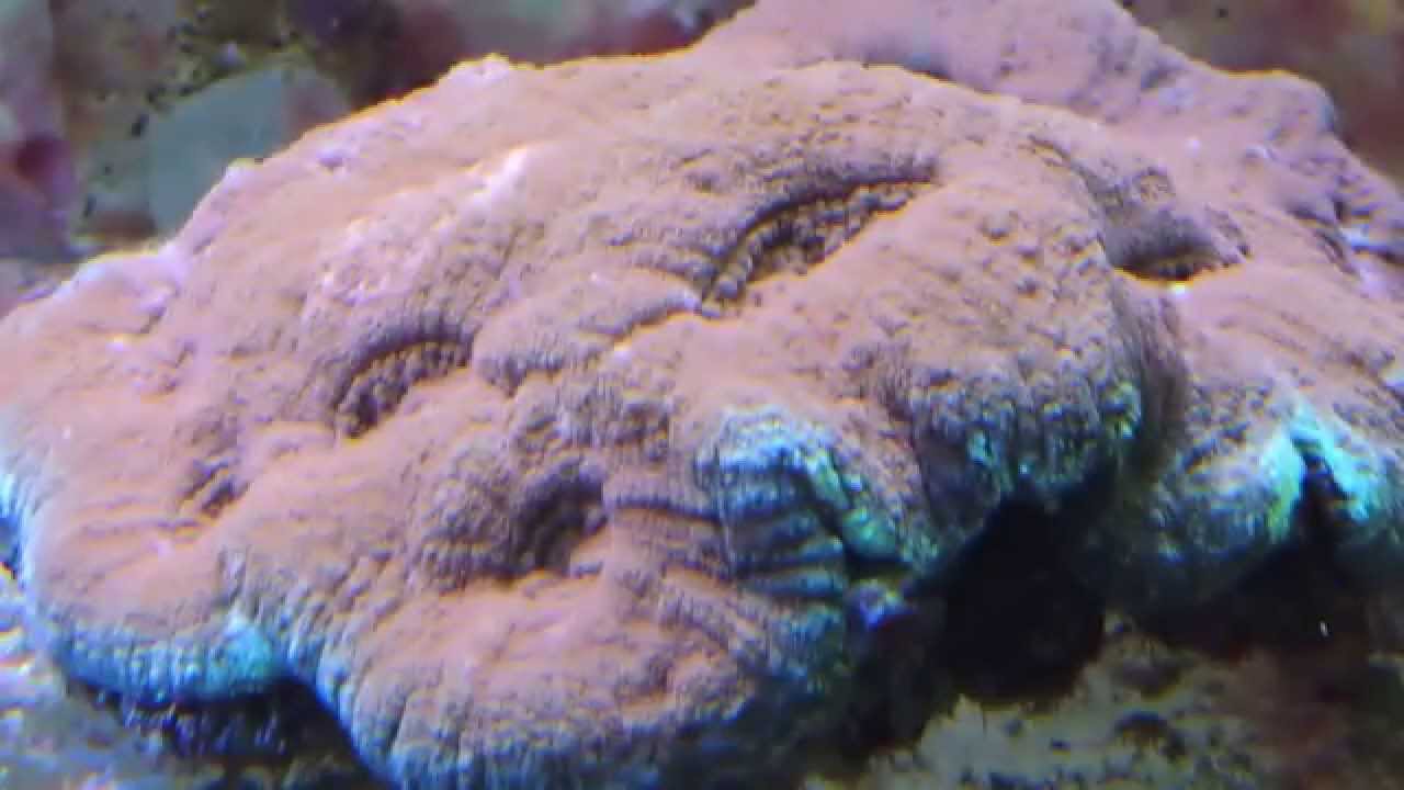 Variety of special hard corals for sale 20140620 YouTube