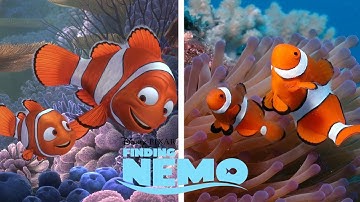 Disney Finding Nemo Characters in Real Life