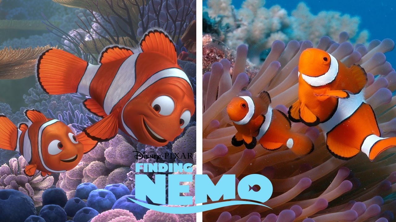 Pictures Of Finding Nemo 3