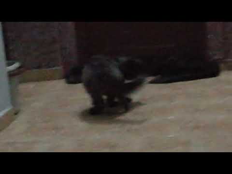 Cat chasing shadow