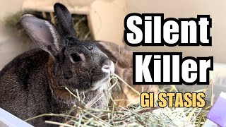 7 Ways to Prevent GI STASIS in Rabbits