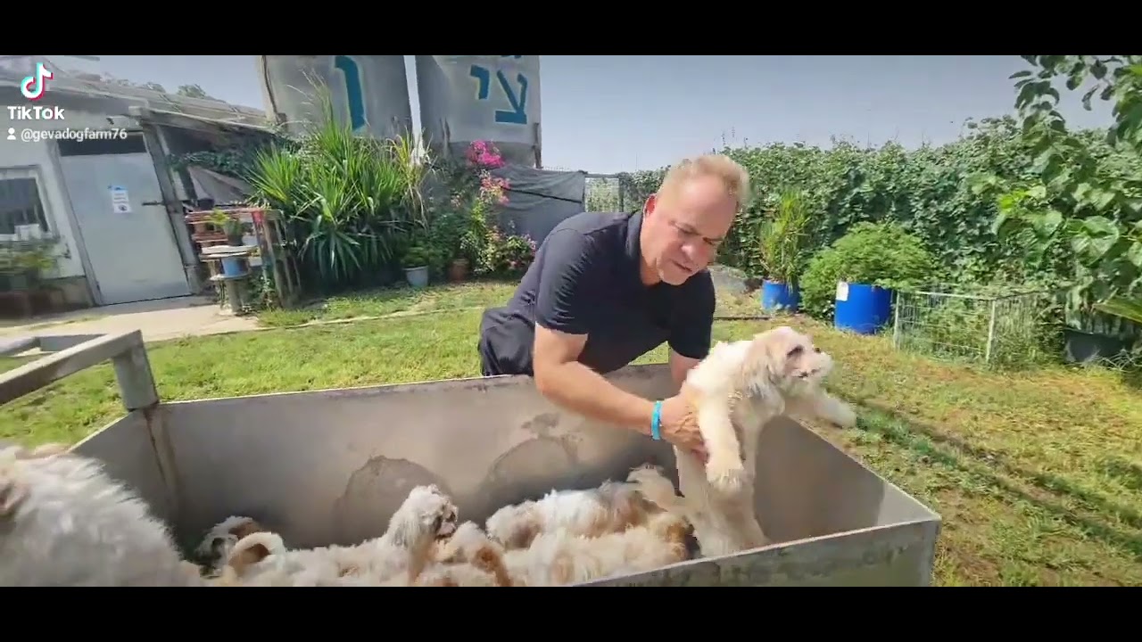 16 כלבים מסוג שיצו שקלטנו לכלבייה מבית גידול שנסגר. יש 2 זכרים ו-14 נקבות.