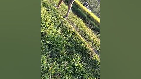 Kubota dc70 và yanmar aw70 tranh tài trên thửa ruộng ngập nước