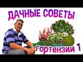 ДАЧНЫЕ СОВЕТЫ - ГОРТЕНЗИЯ КРУПНОЛИСТНАЯ часть 1 Уход и разведение в средней полосе России.