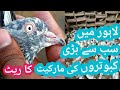 Lahore Ki Big Market Updates  Pigeons Birds o345n4686285