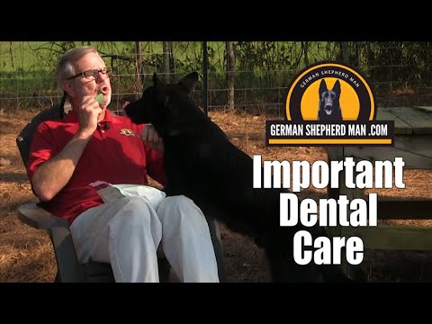 Video: German Shepherd Teeth and Gum Health