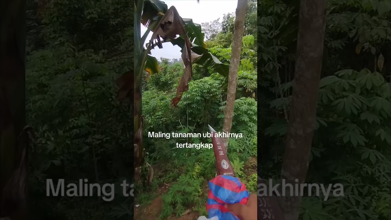 Maling Tanaman Ubi musuh nya petani