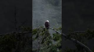 Bald Eagle (June 27, 2024) #shorts #salishsea #pacificnorthwest #eagle #birds