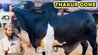NEW ENTRY | THAKUR GONE | Maharaja Bana Doolha 😍 AQ Cattle Farm | Cattle Market Karachi