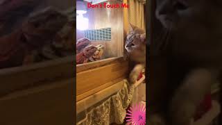 |Funny Cat Touching Tuatara Pets || Funny Cat Got Scared Moments |#Shorts