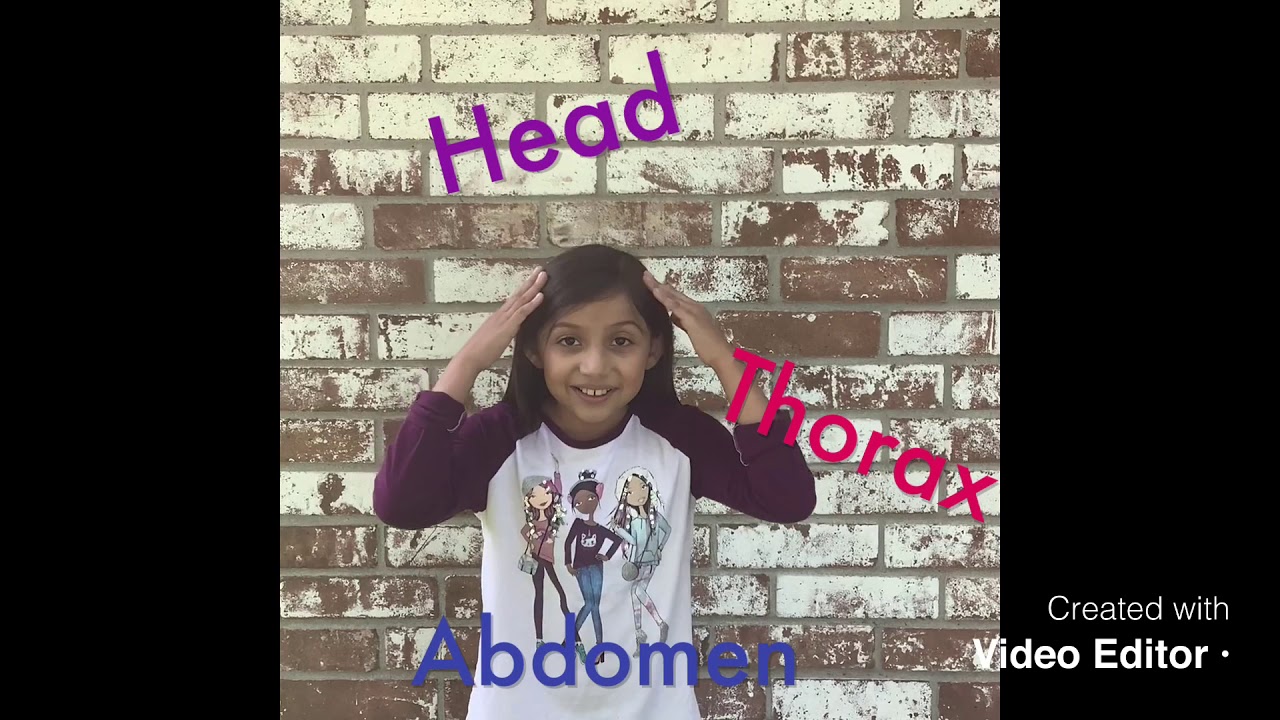 Head Thorax And Abdomen Hot Sex Picture