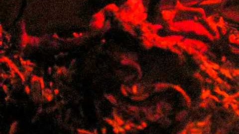 Ball Python kills mouse under a minute