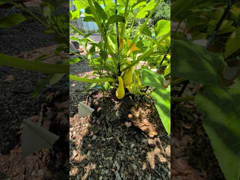 Squash Growing From an Old Tree Stump! visual 1