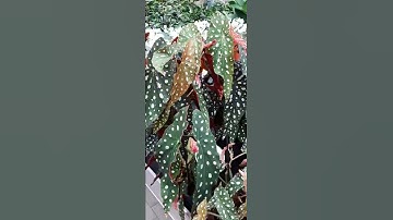 AMAZING POLKA DOT ‼️ BEAUTIFUL BEGONIA MACULATA ‼️ CHECK THIS OUT ‼️ #short #germany #spring