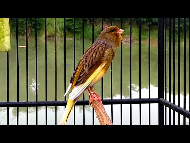 Masteran Burung Kicau - kenari gacor Pikat Kenari muda Buka Suara class=