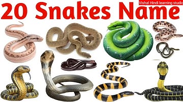 Snake name for kids | बच्चों के लिए सांपों के नाम | learning snake name for kids | snake for kids 