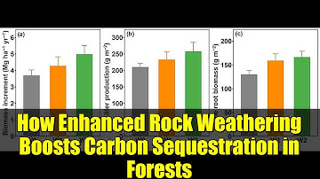 How Enhanced Rock Weathering Boosts Carbon Sequestration in Forests | Scientific Insights