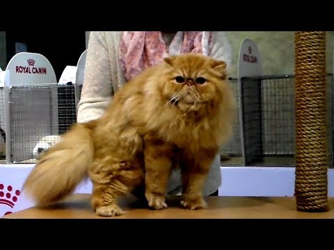 Ну ОЧЕНЬ Шикарный Персидский Кот Вы только Посмотрите на это Пушистое ЧУДО | Породы Кошек