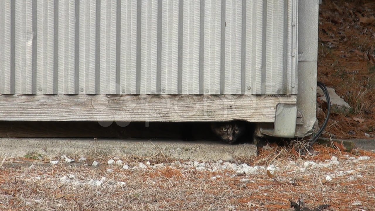 Cats Crawling Under Door. Stock Footage YouTube