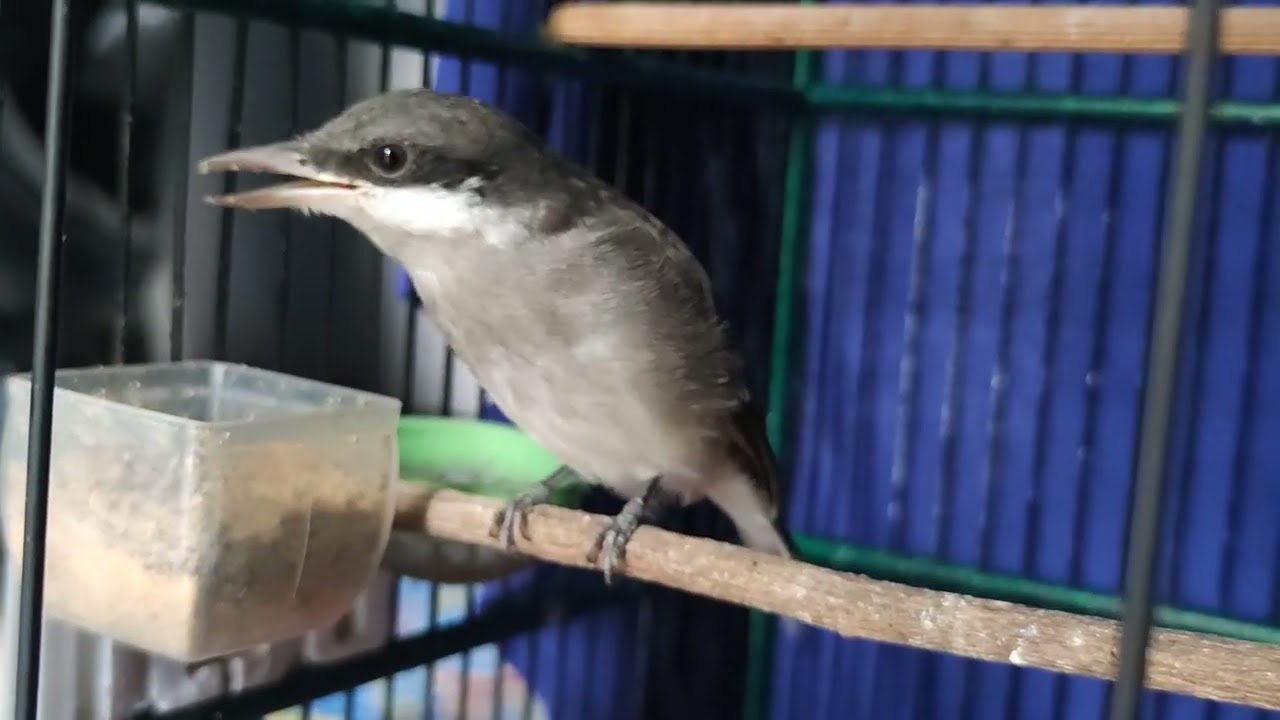 Jinjing petulak GACOR + JINAK