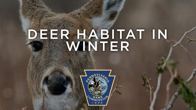 How Deer Survive in Winter 
