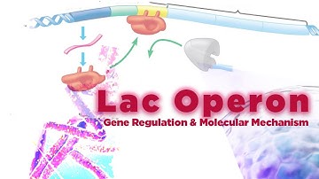Lac Operon | Molecular Mechanism and Gene Regulation