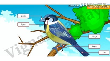 NCERT CLASS 3 EVS LESSON NO.8, FLYING HIGH