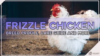 Frizzle Chicken Breed Profile, Care Guide and More…