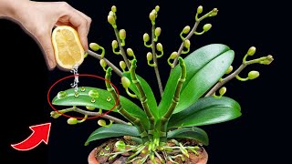 It's magical! It causes the orchid to immediately produce 666 buds on the same branch